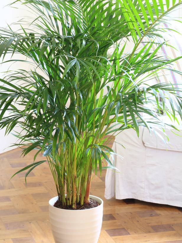 گیاهان آپارتمانی مناسب برای خانه های کم نور