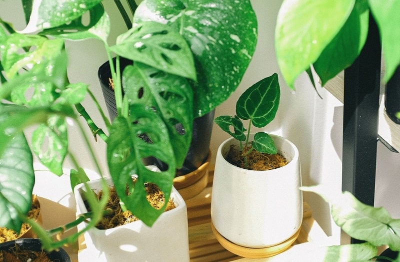 فواید نگهداری از گیاهان در منزل