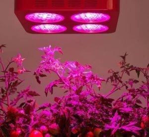 لامپ رشد جایگزین نورخورشید