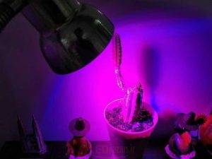لامپ رشد گیاه کاکتوس