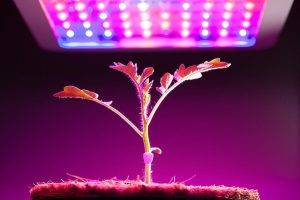 خرید نور مصنوعی برای تأمین نور مورد نیاز گیاهان در شرایط مختلف ضروری است