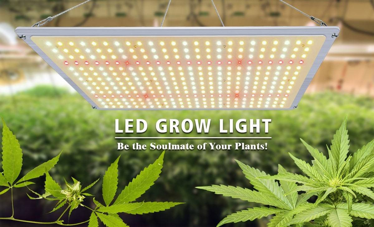 لامپ رشد ال ای دی مورد نیاز گیاه ولی به میزان لازم