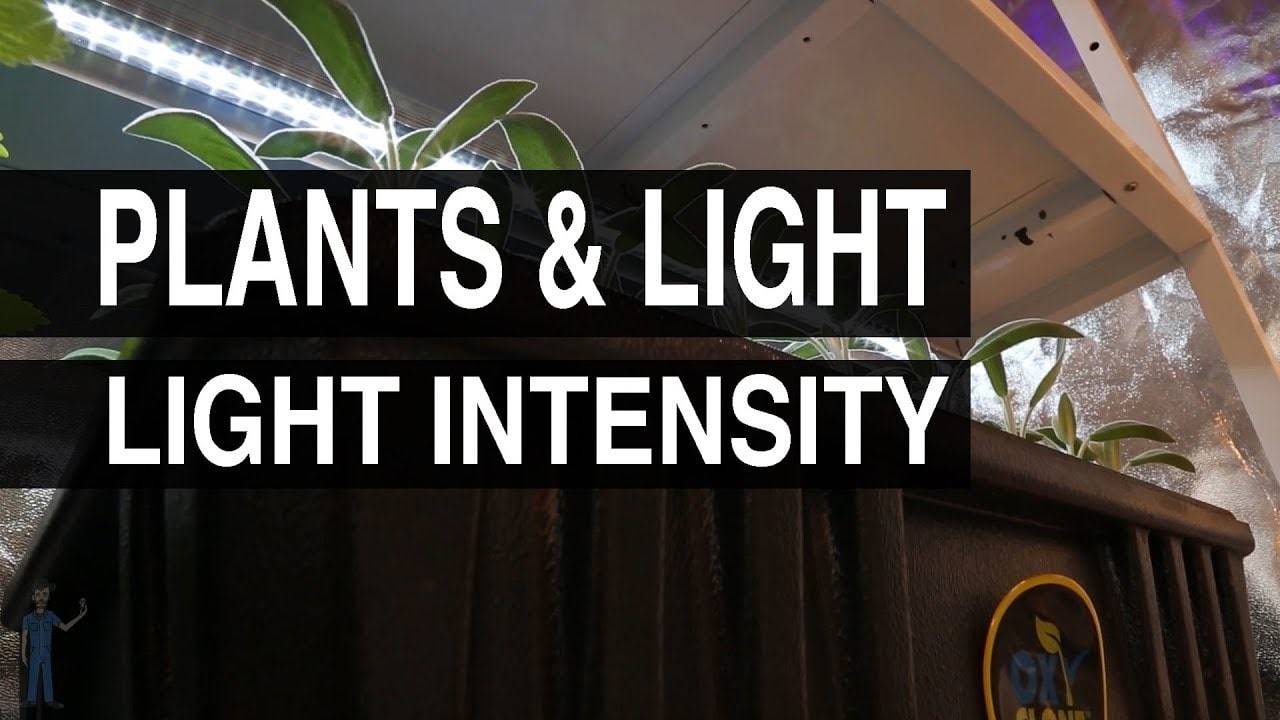 لامپ رشد گیاه برای نهال باید به میزان کافی روشن باشد
