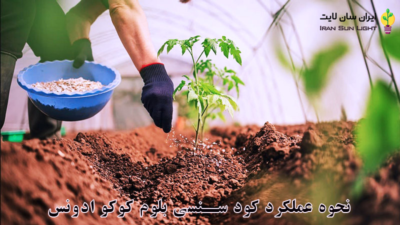 خرید کود ادونس Sensi Bloom Coco A&B 1 کود سنسی بلوم کوکو ادونس