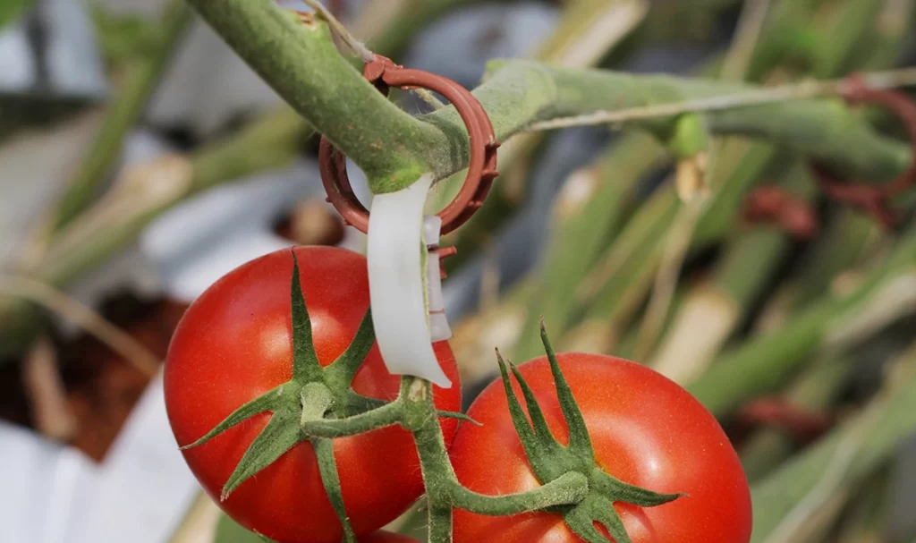 تراکم مناسب برای گیاهان گوجه فرنگی در هیدروپونیک اهمیت بالایی دارد