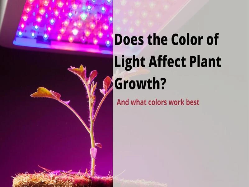 گیاهان در نور چه رنگی بهتر رشد می کنند؟ تأثیر نور بر رشد گیاه