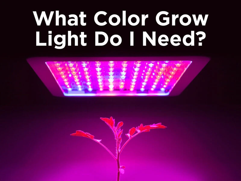 بهترین نور رنگی مناسب رشد گیاه چیست؟