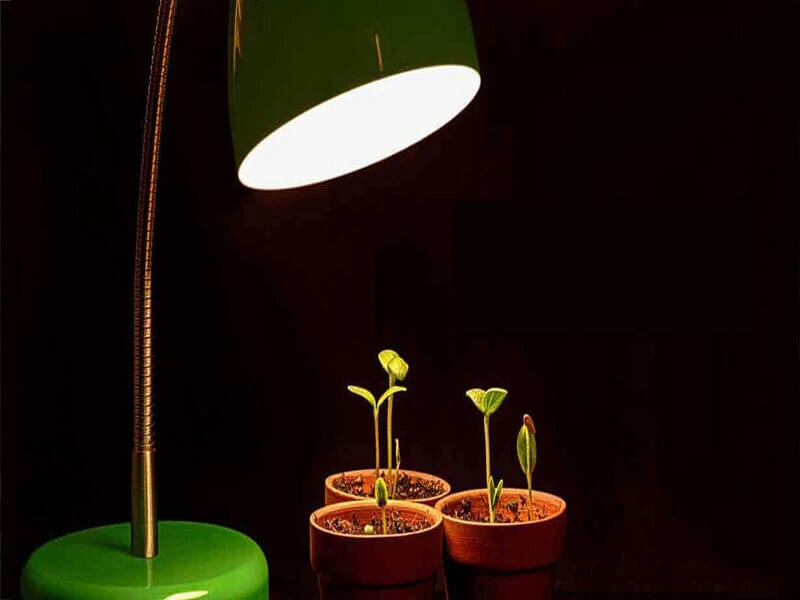 مضرات لامپ رشد گیاه برای انسان