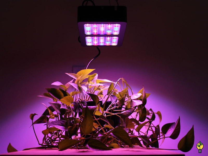 لامپ فلورسنت برای گیاهان