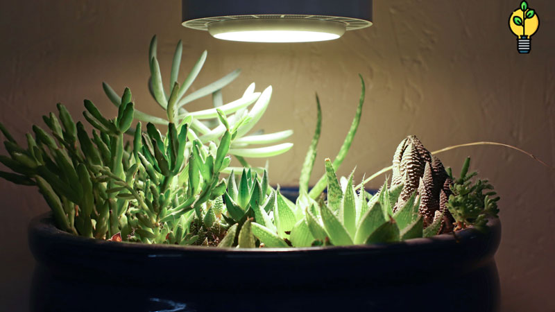 تفاوت لامپ رشد گیاه با لامپ معمولی