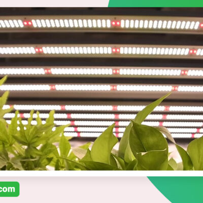 تولید کننده لامپ رشد گیاه و تجهیزات گلخانه