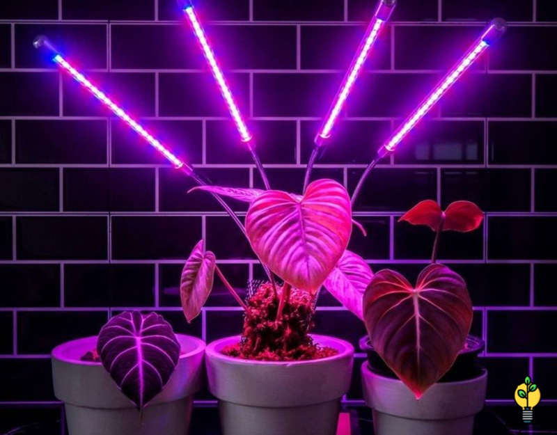 آیا گیاهان بدون نور می توانند زندگی کنند؟