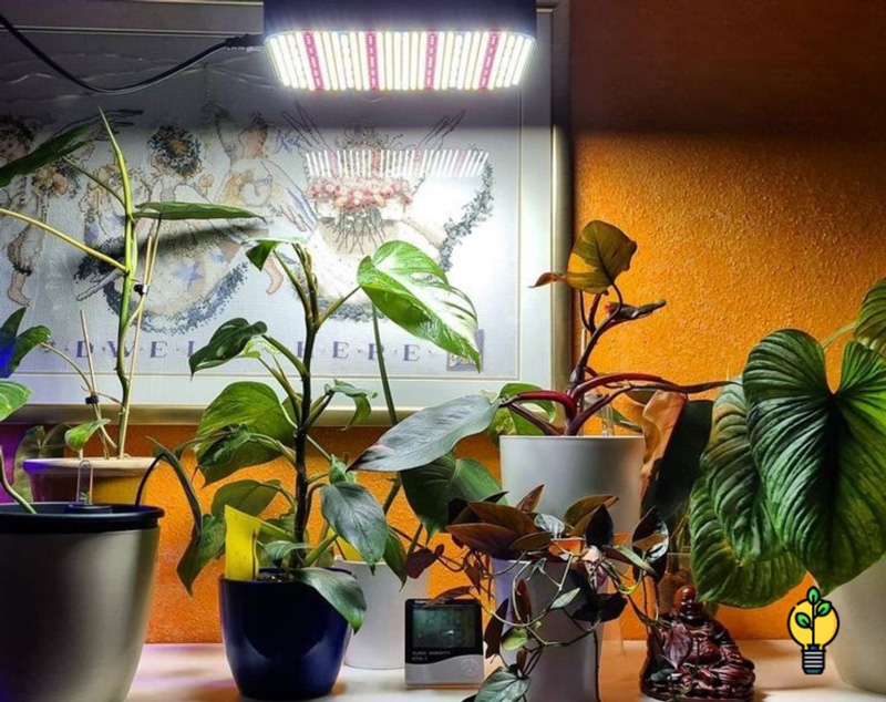 آیا گیاهان بدون نور می توانند زندگی کنند؟