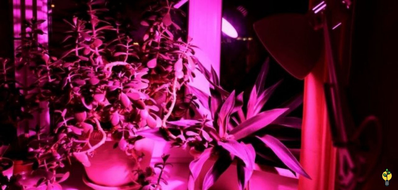 سوالات متداول لامپ رشد گیاه