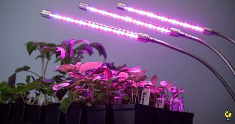 سوالات متداول لامپ رشد گیاه