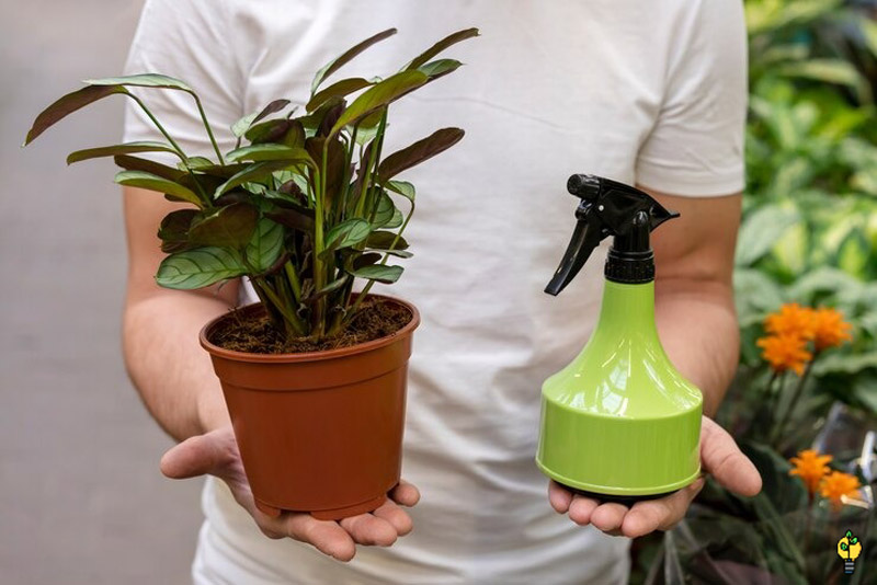 نحوه استفاده از کود مایع برای گل و گیاه آپارتمانی