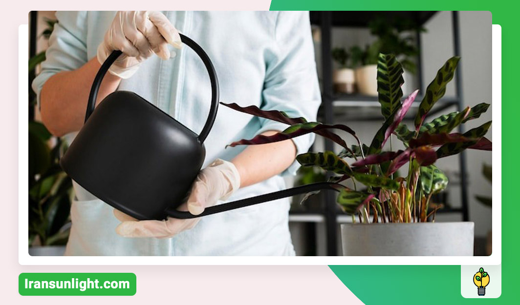 نحوه استفاده از کود مایع برای گل و گیاه آپارتمانی