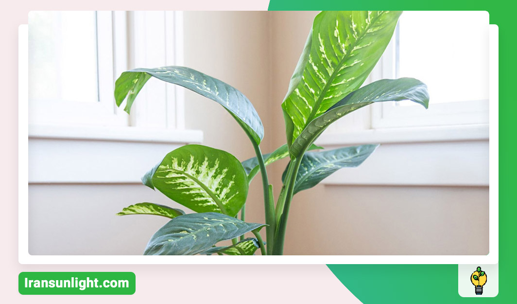 نور مناسب برای دیفن باخیا