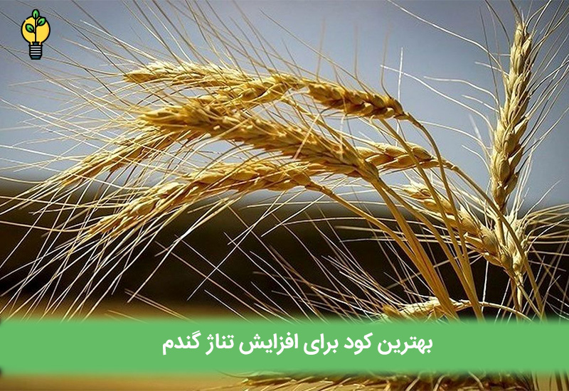 بهترین کود برای افزایش تناژ گندم 🌱[+ نحوه مصرف +آبی]