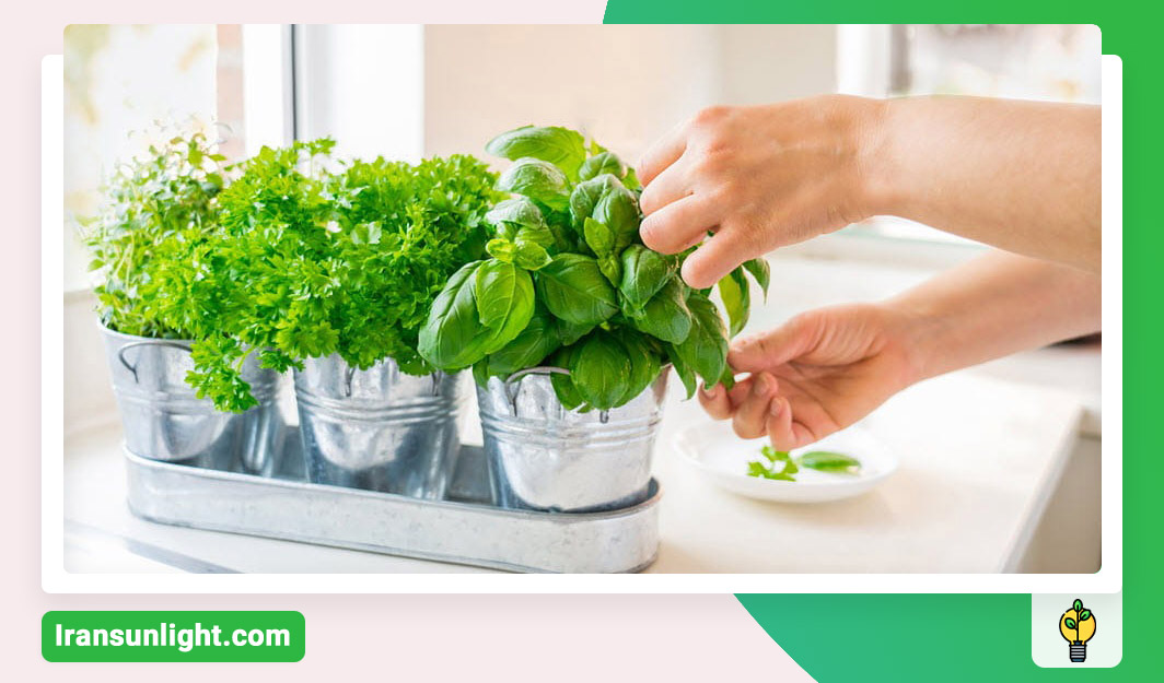 برای ریشه زایی گیاه چه کنیم؟ 1 برای ریشه زایی گیاه چه کنیم؟