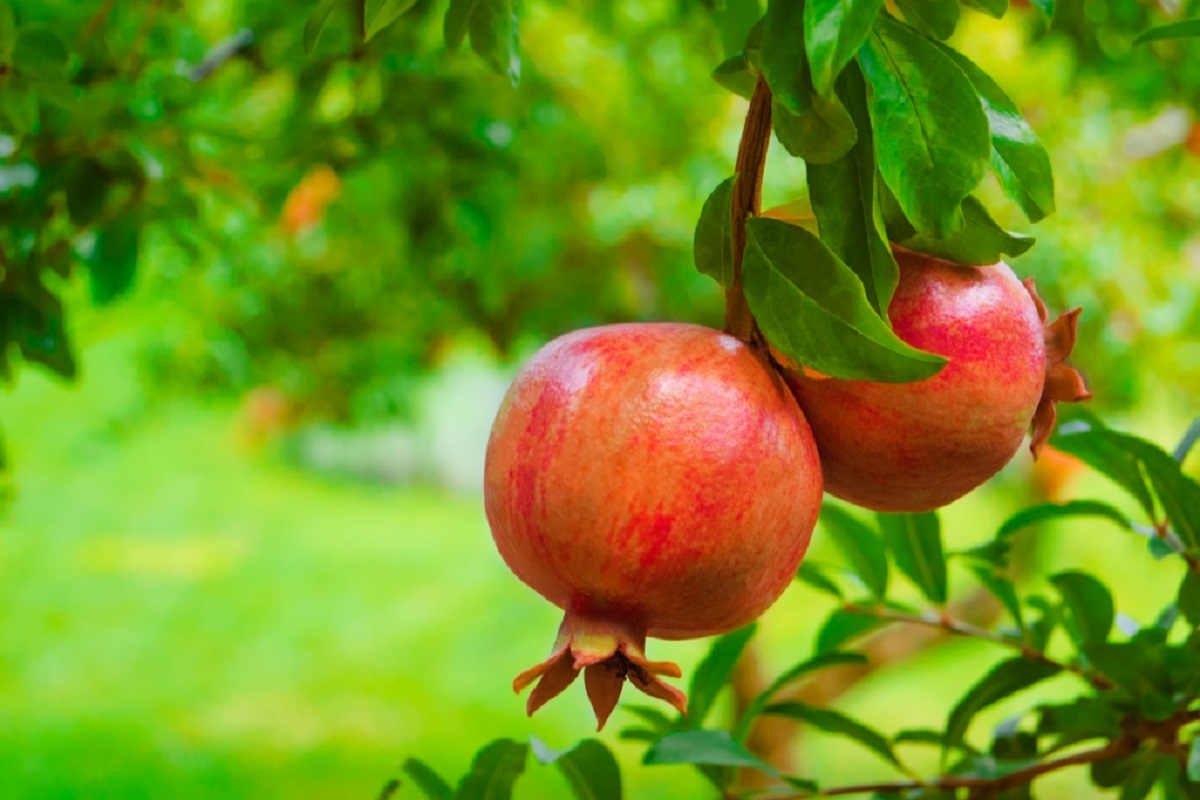 بهترین کود برای درخت انار