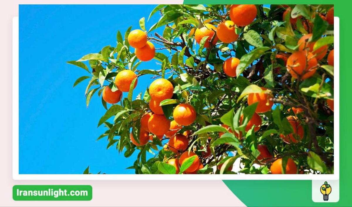 افزایش سرعت رشد درخت