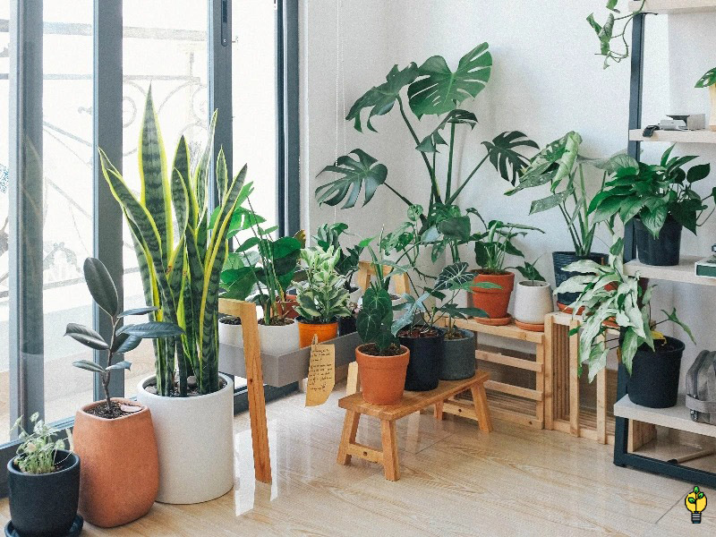 بهترین کود برای گیاهان آپارتمانی