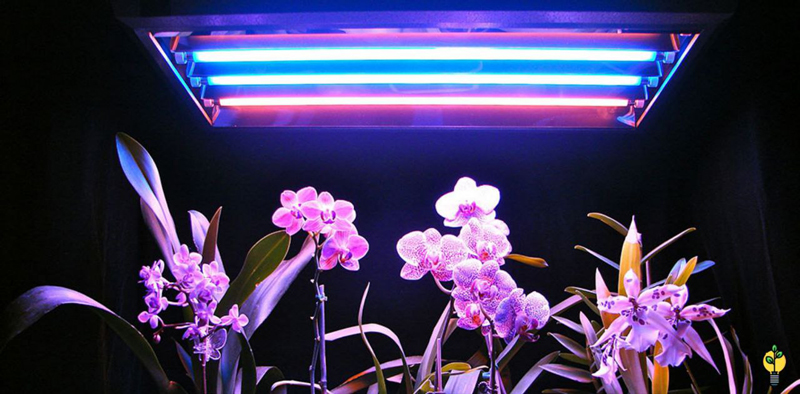 نور مصنوعی برای گیاه