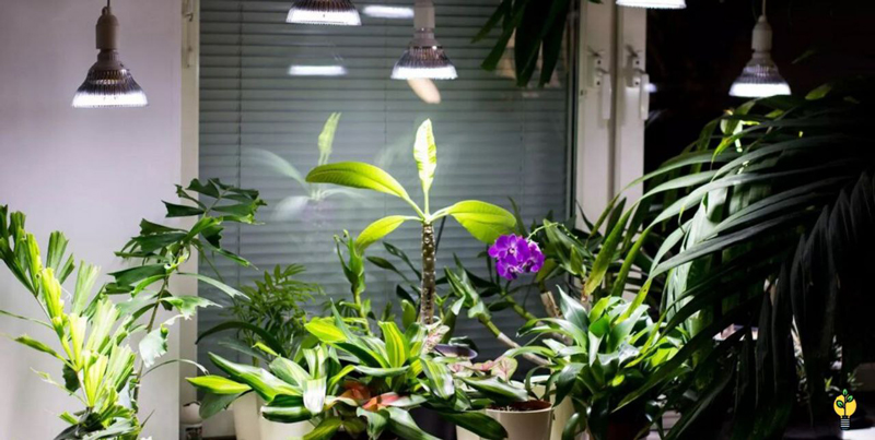 نور مصنوعی برای گیاه