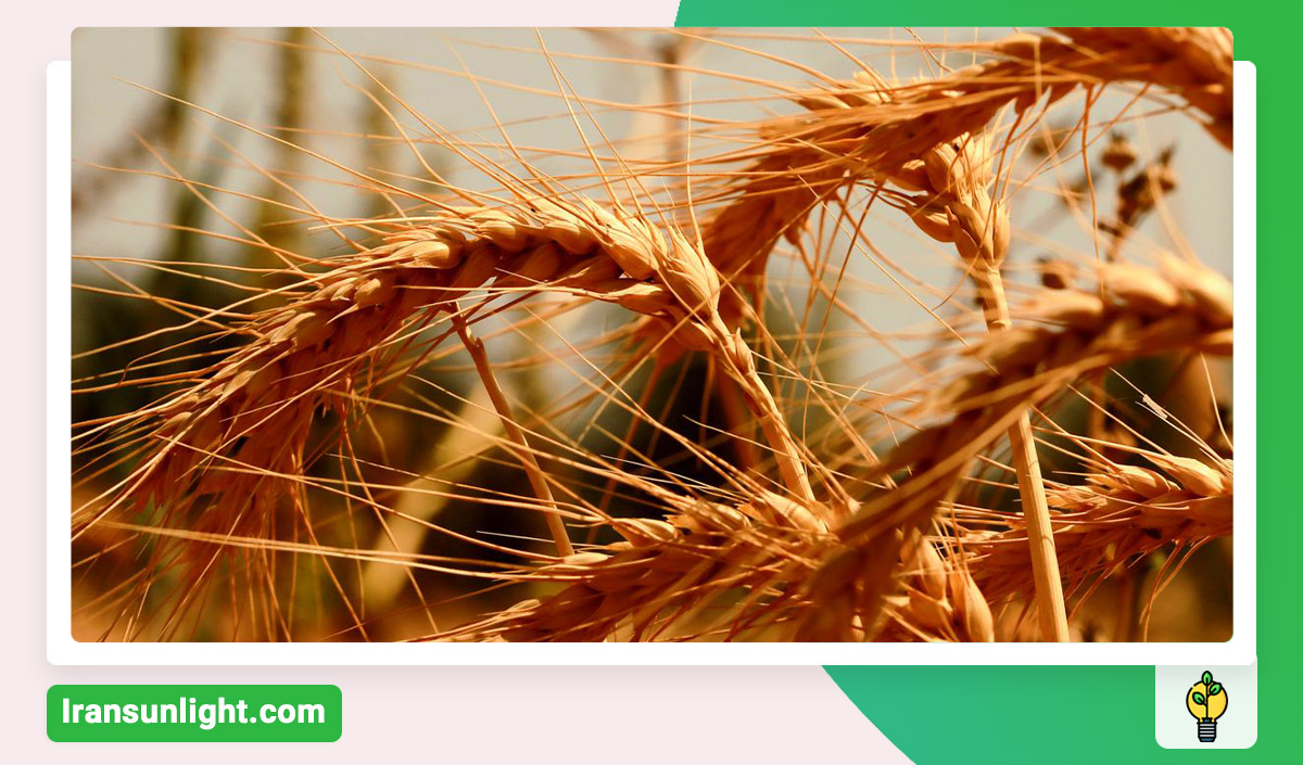 بهترین کود برای افزایش تناژ گندم