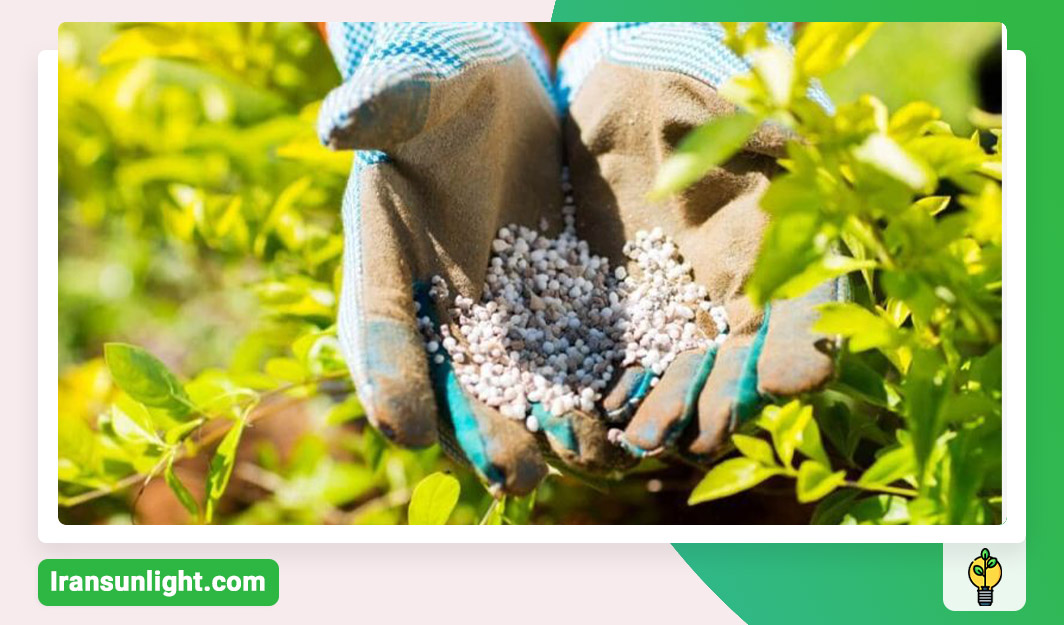 کود سه بیست برای گل قاشقی