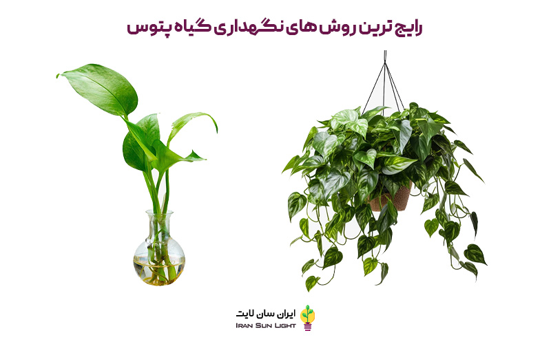 رشد سریع پتوس در آب