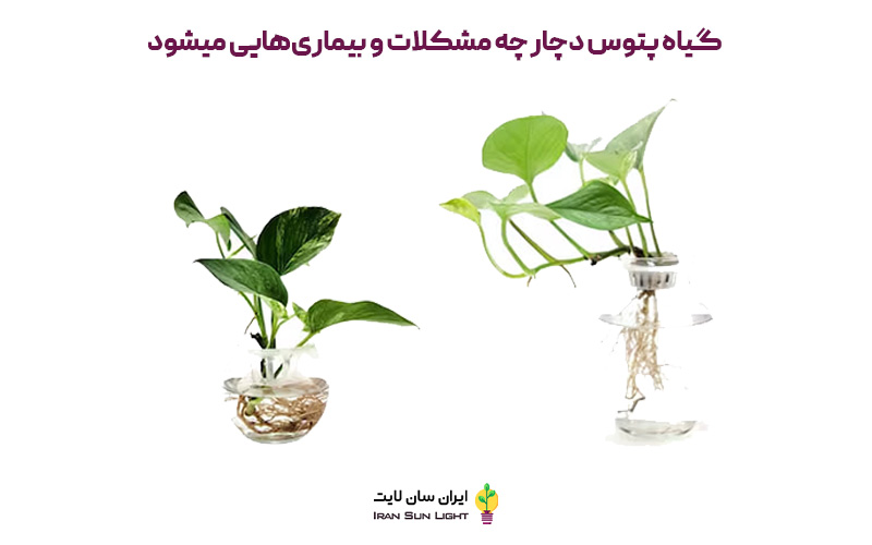 رشد سریع پتوس در آب