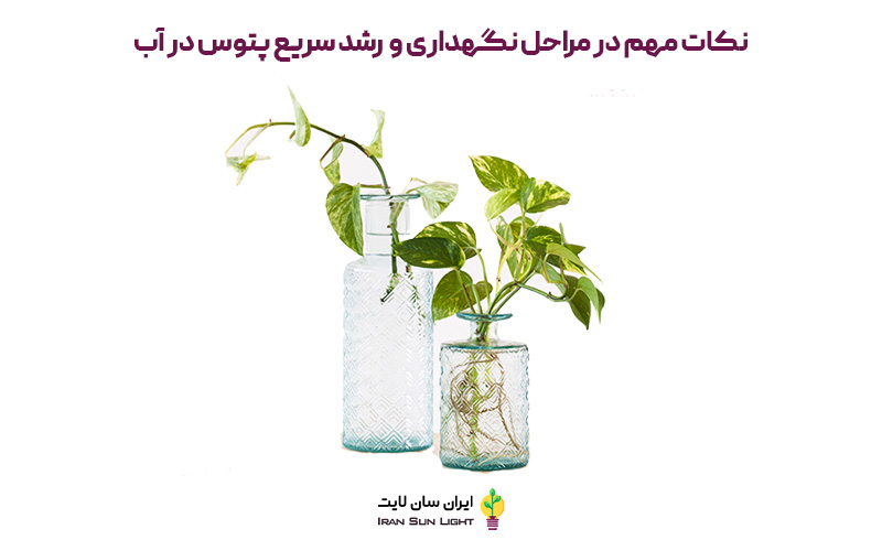 رشد سریع پتوس در آب