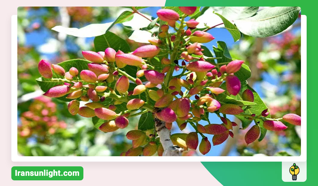 زمان استفاده از کود اوره برای درخت پسته 1 زمان استفاده از کود اوره برای درخت پسته