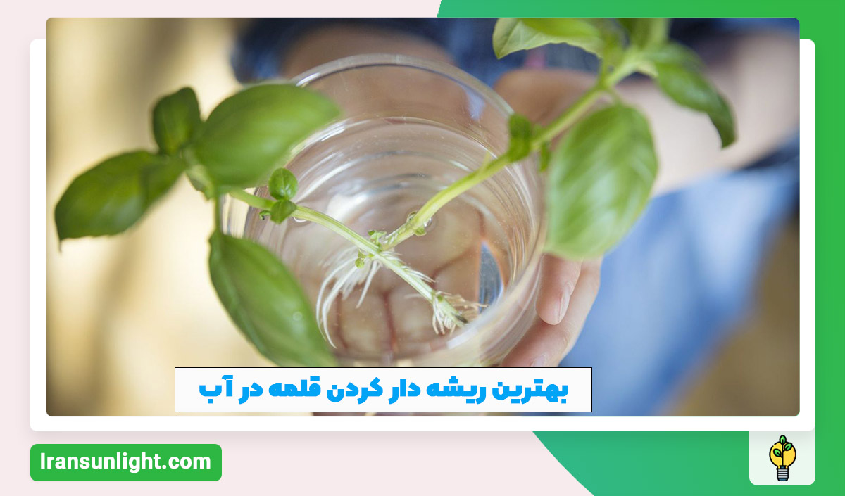 روش ریشه دار کردن قلمه در آب