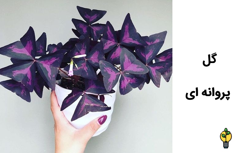 آشنایی با اگزالیس یا گیاه پروانه ای! 3 گل پروانه ای