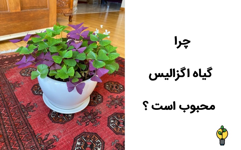 آشنایی با اگزالیس یا گیاه پروانه ای! 2 گیاه پروانه ای