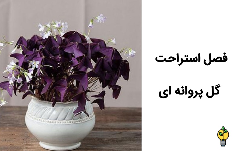 آشنایی با اگزالیس یا گیاه پروانه ای! 6 گل پروانه ای