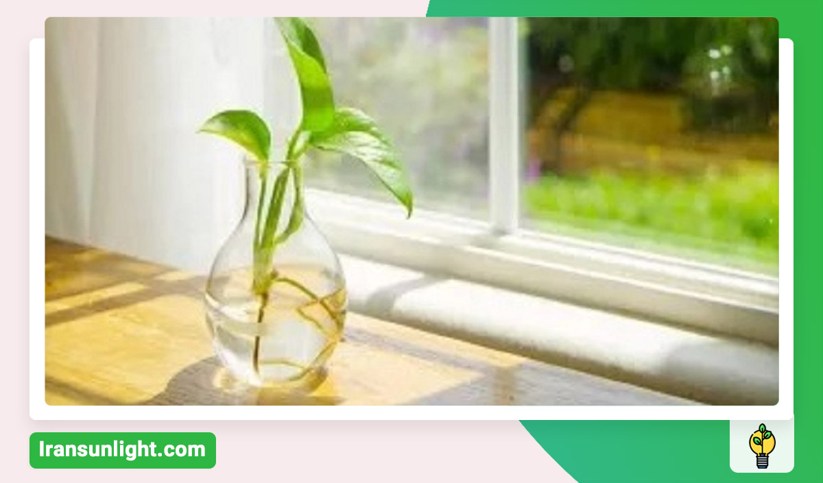 کود خانگی برای پتوس در آب