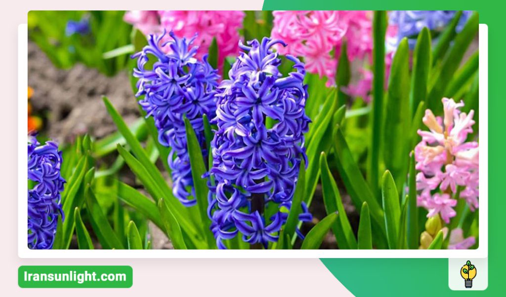 گلهای آپارتمانی بهاری