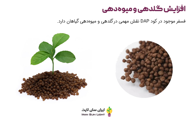 زمان مصرف کود دی آمونیوم فسفات 3 زمان مصرف کود دی آمونیوم فسفات