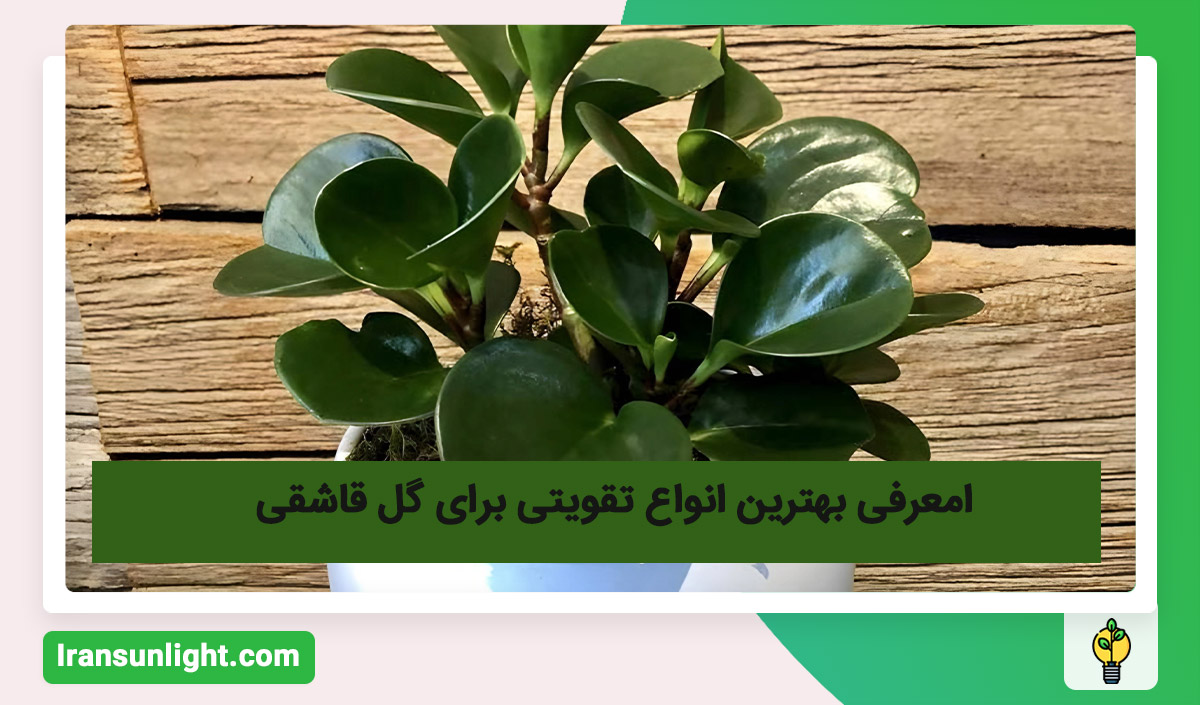 معرفی بهترین انواع تقویتی برای گل قاشقی