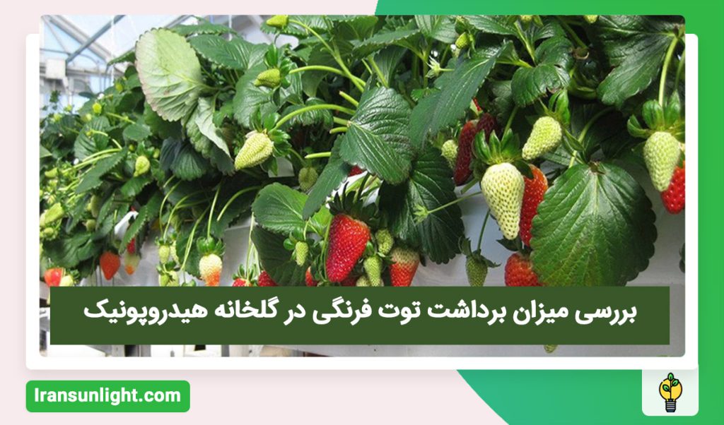 میزان برداشت توت فرنگی در گلخانه هیدروپونیک