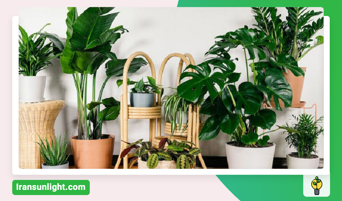 بهترین مشاوره گیاه پزشکی