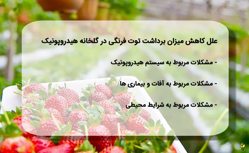 علل کاهش میزان برداشت توت فرنگی در گلخانه هیدروپونیک