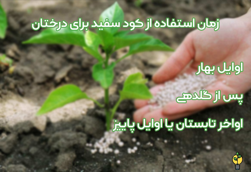 زمان استفاده از کود سفید برای درختان