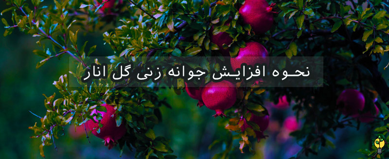 کود جلوگیری از ریزش گل انار