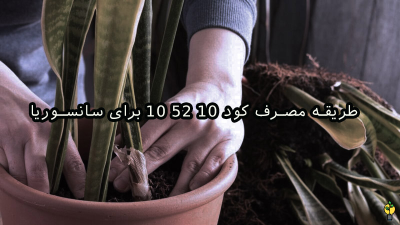 طریقه مصرف کود 10 52 10 برای سانسوریا