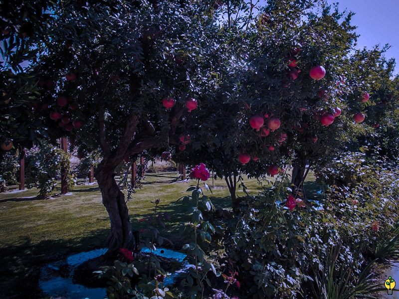 کود جلوگیری از ریزش گل انار
